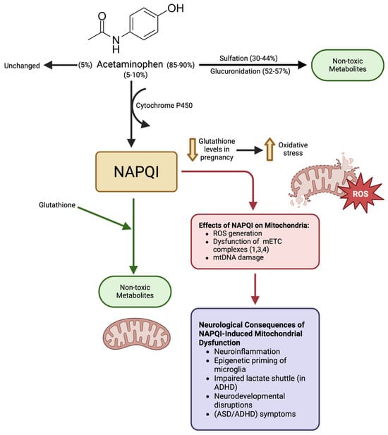 Yes, Acetaminophen Can Lead To Autism: The Uncontroversial Mechanism of Action