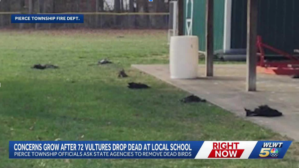 Ohio Vulture Committee Death Due to Bird Flu…Or Maybe Something Else?